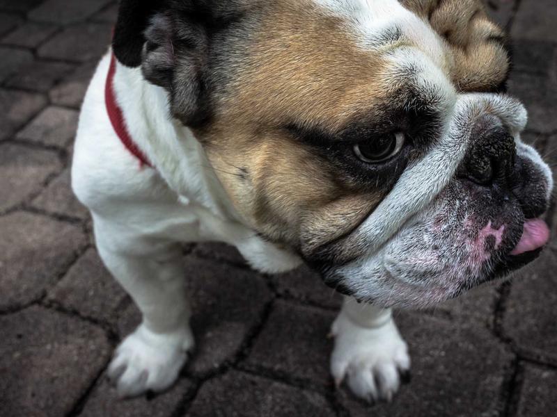Yanira Féliz Punta Cana